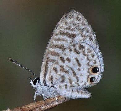 صورة Leptotes cassius (Cramer (1775))