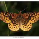 Image of Meadow Fritillary