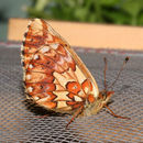 Image of Arctic Fritillary