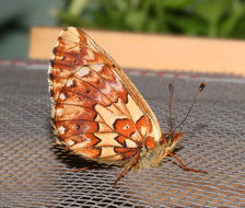 Image of Arctic Fritillary