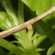 Image of Arctic Fritillary