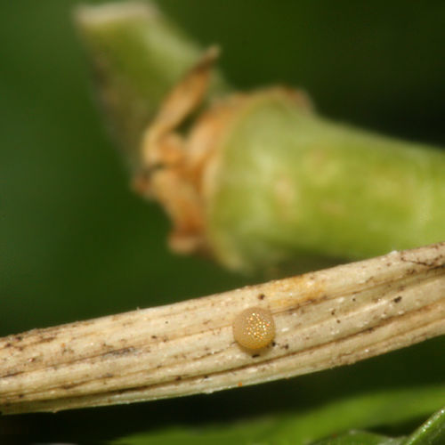 Image of Arctic Fritillary