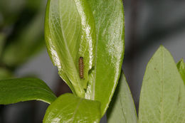 Image of Arctic Fritillary