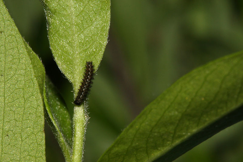 Image of Arctic Fritillary