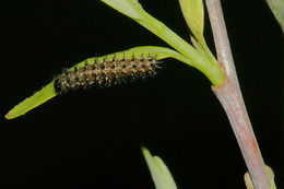 Image of Arctic Fritillary