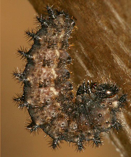 Image of Arctic Fritillary