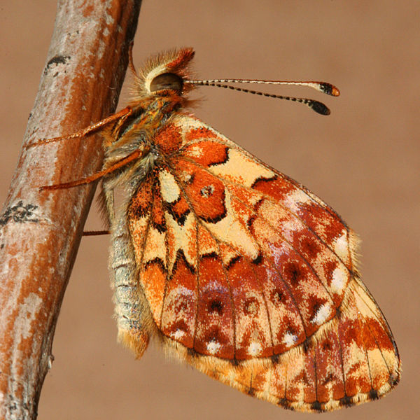 Image of Arctic Fritillary