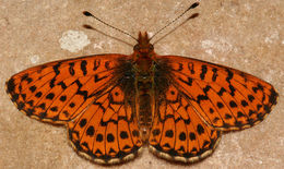 Image of Arctic Fritillary