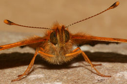 Image of Arctic Fritillary