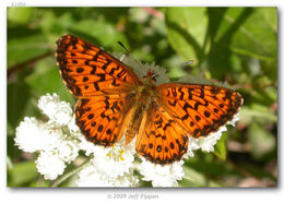 Image of Arctic Fritillary