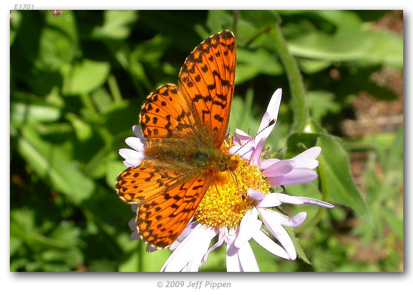 Image of Arctic Fritillary