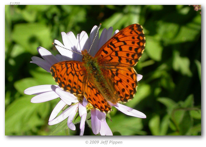 Image of Arctic Fritillary