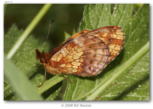 Image of Lesser Fritillaries