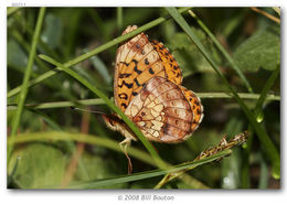 Image of Western Meadow Fritillary