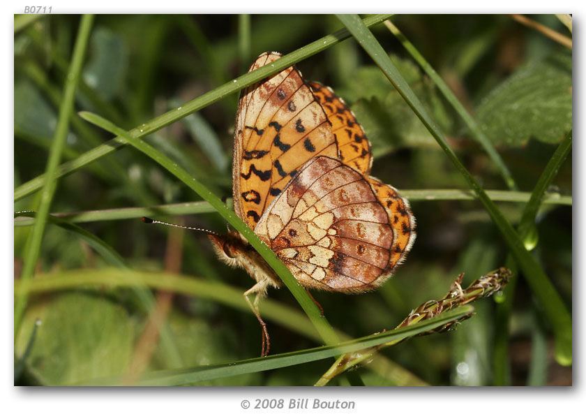 Image of Western Meadow Fritillary