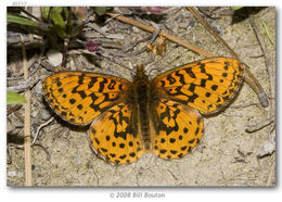 Image of Western Meadow Fritillary