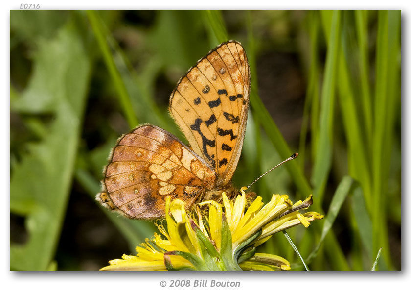 Image of Western Meadow Fritillary