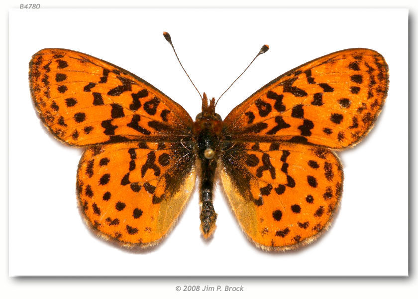 Image of Western Meadow Fritillary