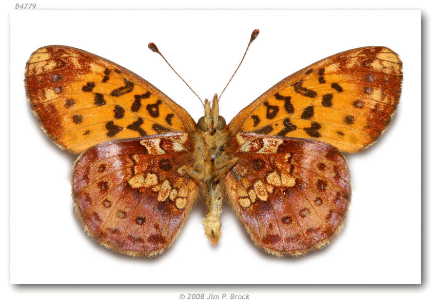 Image of Western Meadow Fritillary