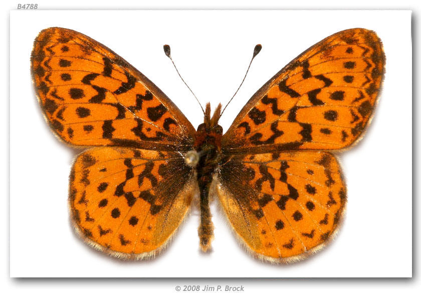 Image of Western Meadow Fritillary