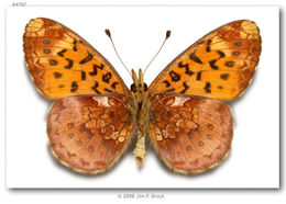 Image of Western Meadow Fritillary