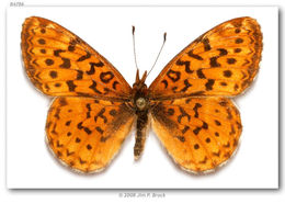 Image of Western Meadow Fritillary