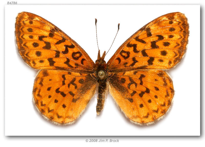 Image of Western Meadow Fritillary