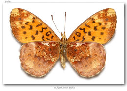 Image of Western Meadow Fritillary