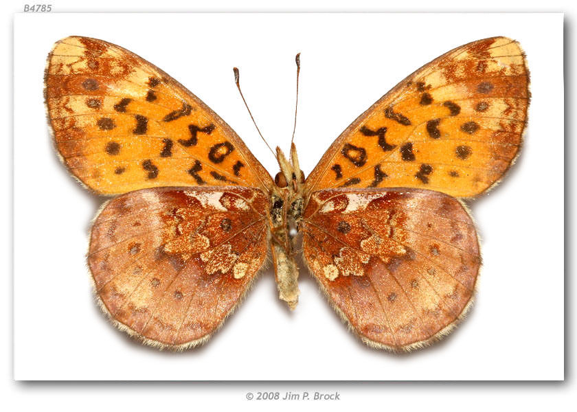 Image of Western Meadow Fritillary