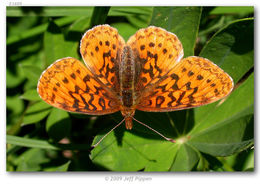 Image of Western Meadow Fritillary