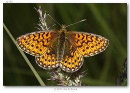 Image of Proclossiana eunomia Esper 1799