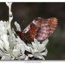 Image of Frigga Fritillary