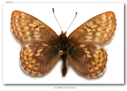 Image of Dingy Fritillary