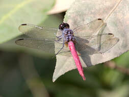 Image of Rosy Skimmer