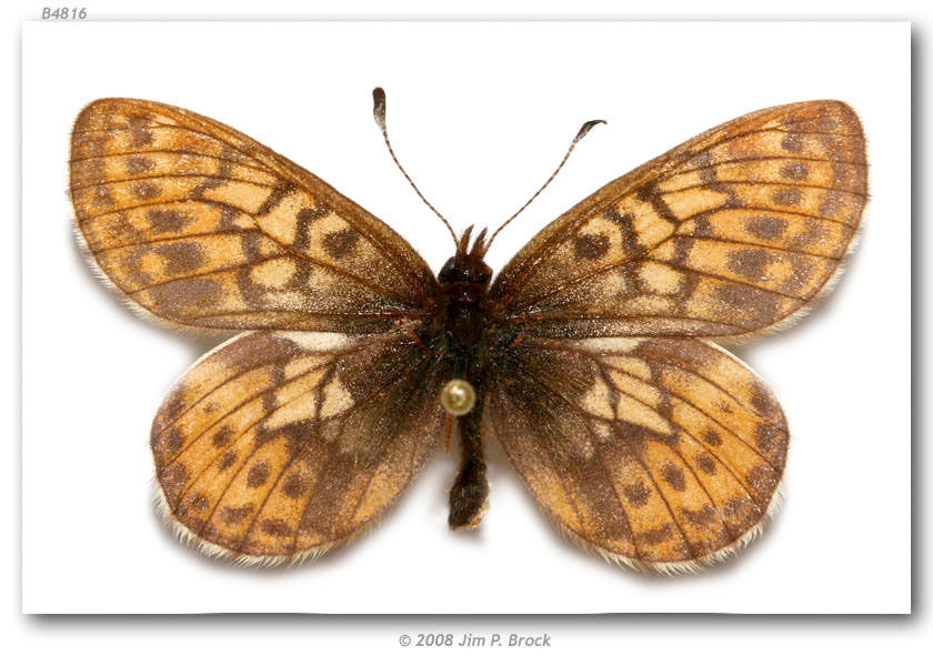 Image of Uncompahgre fritillary butterfly