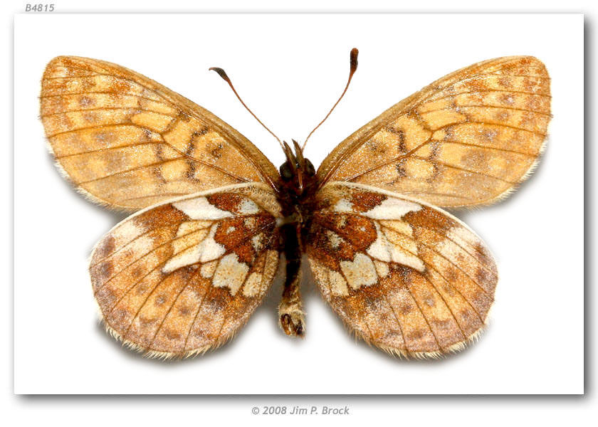Image of Uncompahgre fritillary butterfly