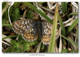 Image of Uncompahgre fritillary butterfly