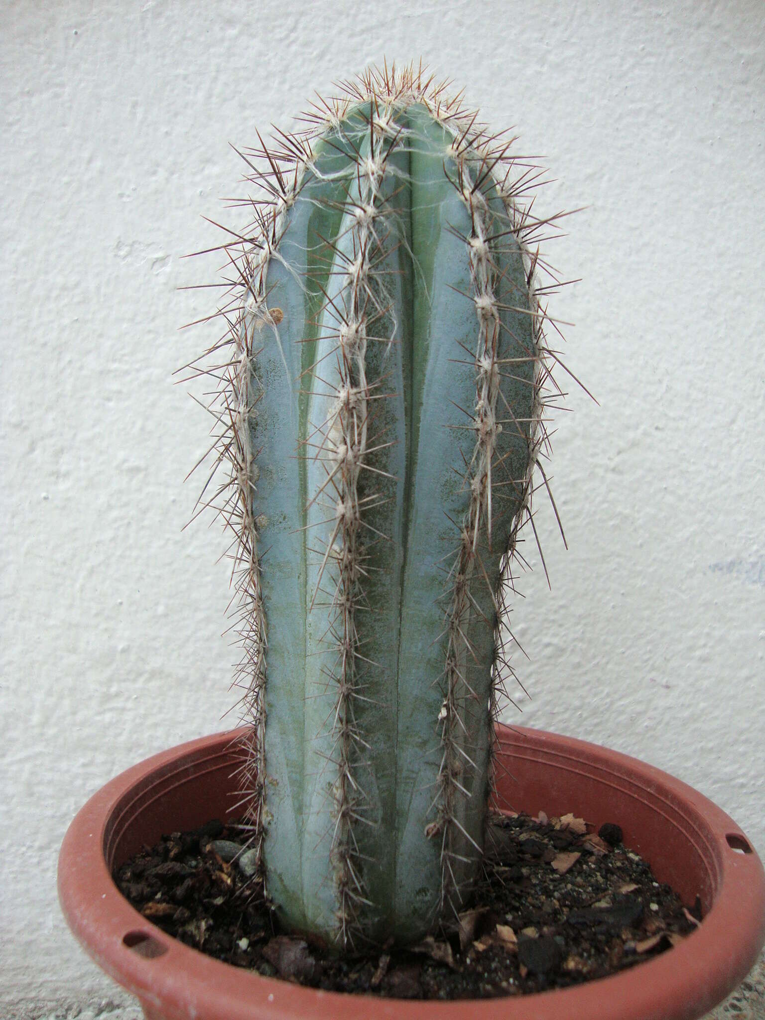 Image of Pilosocereus lanuginosus (L.) Byles & G. D. Rowley