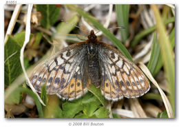 Image of Uncompahgre fritillary butterfly