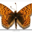 Image of Mountain Fritillary