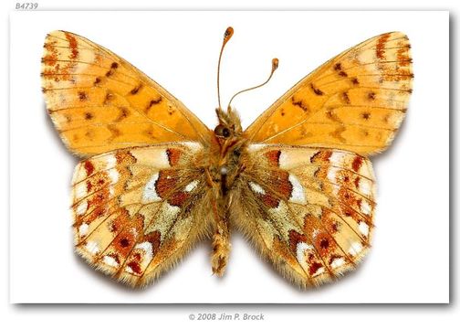 Image of Mountain Fritillary