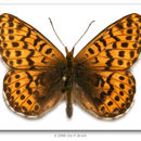 Image of Polaris Fritillary