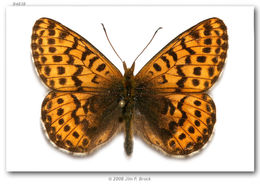 Image of Polaris Fritillary