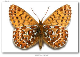 Image of Polaris Fritillary