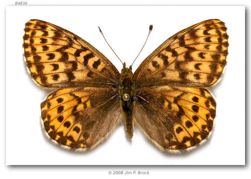 Image of Polaris Fritillary