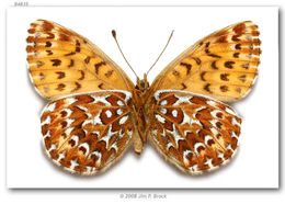 Image of Polaris Fritillary