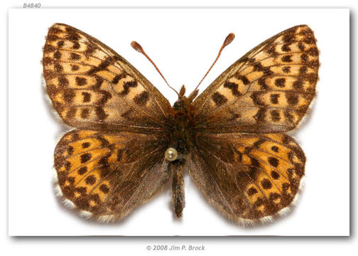 Image of Polaris Fritillary