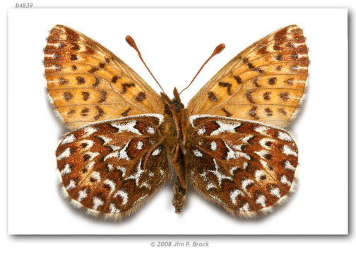 Image of Polaris Fritillary