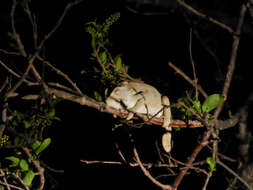 Image of Common African Flap-necked Chameleon