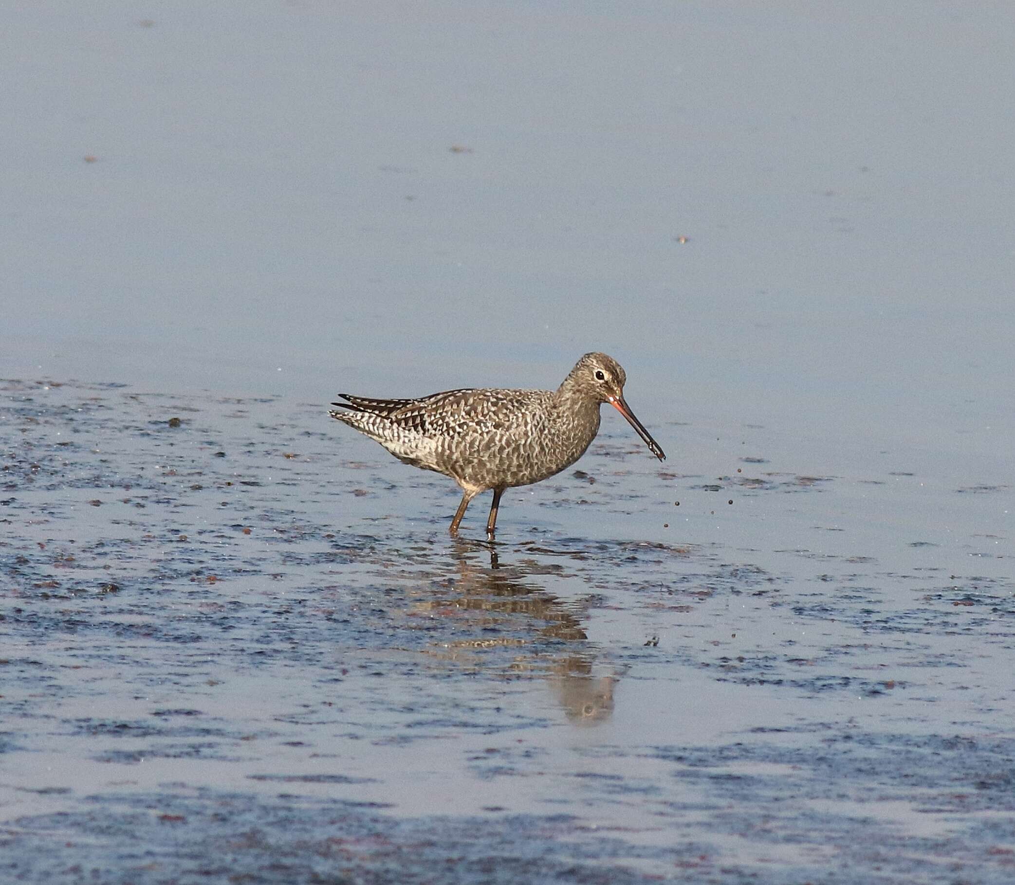 Image of Spotted Redshank